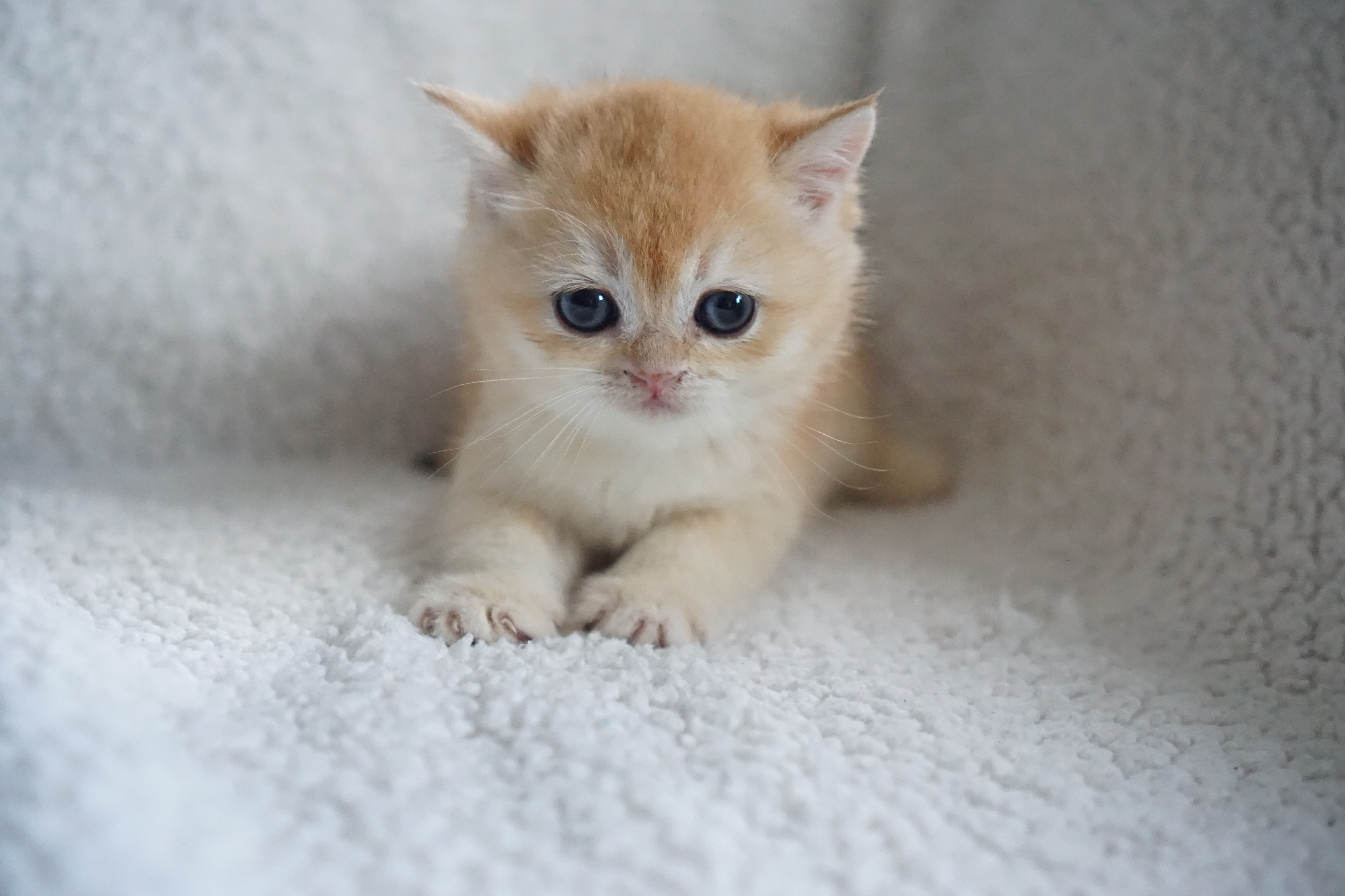 Lily